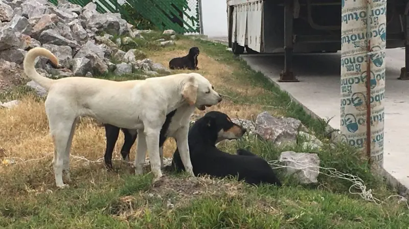 Morena propone crear Fiscalía especializada en maltrato animal en Guanajuato