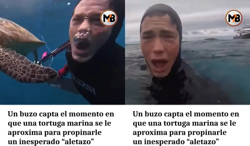 “Una tortuga marina vino hacia él, le dio un aletazo y se fue”: Buzo capta un asombroso momento bajo el mar