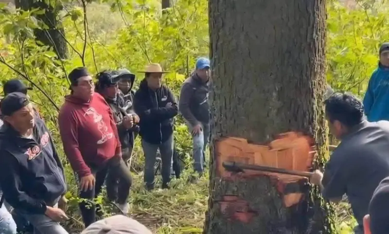 Divide a pobladores tala tradicional de árboles de gran tamaño en Edomex