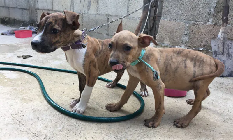 Quintana Roo publica tiene guía para proteger mascotas en desastres