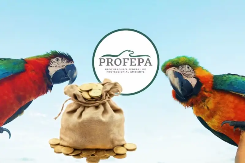 Profepa confirma que multarán con más de medio millón de pesos y hasta 9 años de prisión a quienes tengan loros, pericos o guacamayas nativas como mascota en 2026