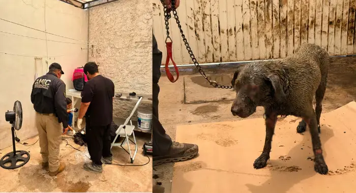 Buscan salvar a “Chaparrita”: la hallan bañada en Chapopote