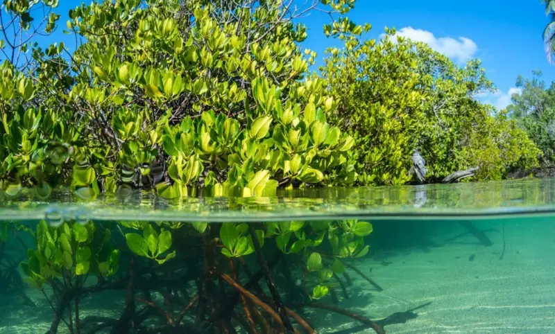 Recuperan manglares terreno en el mundo; Quintana Roo lidera su protección en México