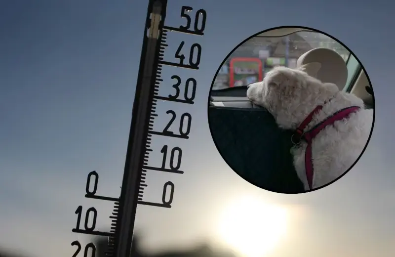 Piden proteger a perros y gatos del golpe de calor ante altas temperaturas en Baja California