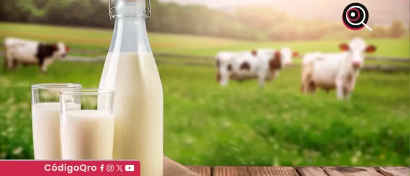 Persiste déficit de producción de leche en México: Holstein