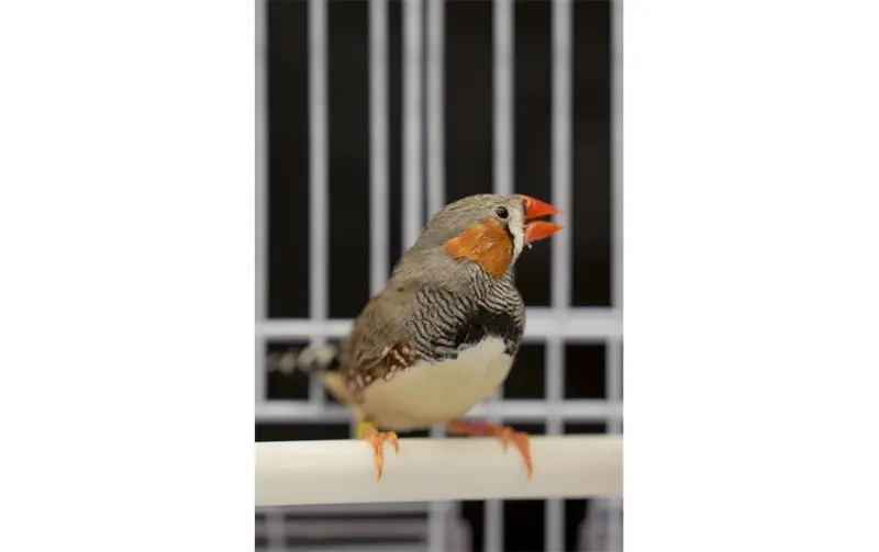 El cerebro de un pájaro contiene pistas sobre el sonido de la música