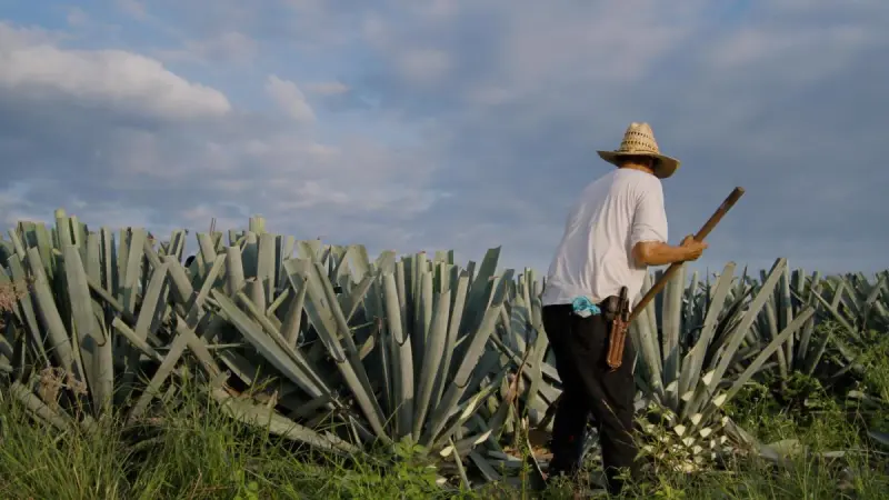 Tequila puede ampliar exportaciones de cinco entidades productoras