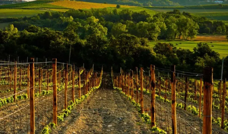 Albariño, un mar de viñas en la tierra de los prodigios