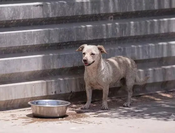 Calor en Mexicali dará un ligero respiro este sábado; máxima será de 42°C