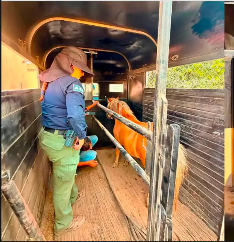Refuerzan protección animal en Ensenada tras rescate de poni