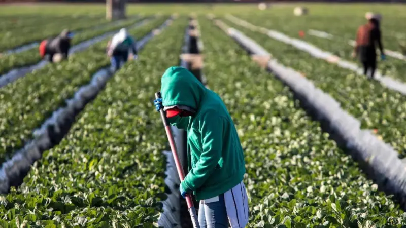 Empleo de mexicanos mejora en EU pese a restricciones migratorias de Trump
