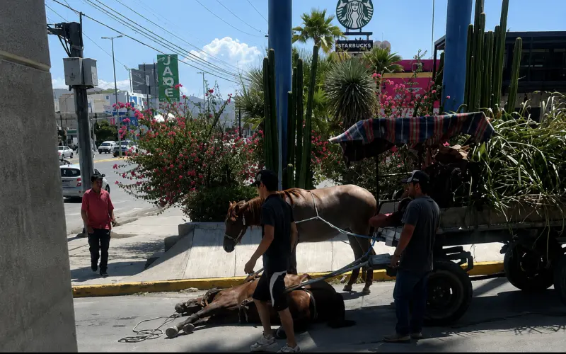 Rescatan a caballo de carga tras colapsar por agotamiento en vía pública de Torreón