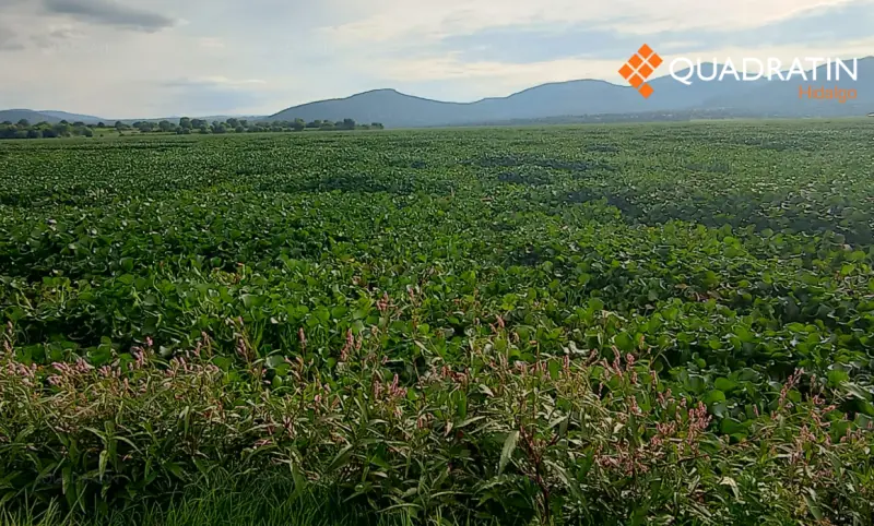 Piden habitantes inspección en la presa Endhó por lirio acuático y mosco cúlex