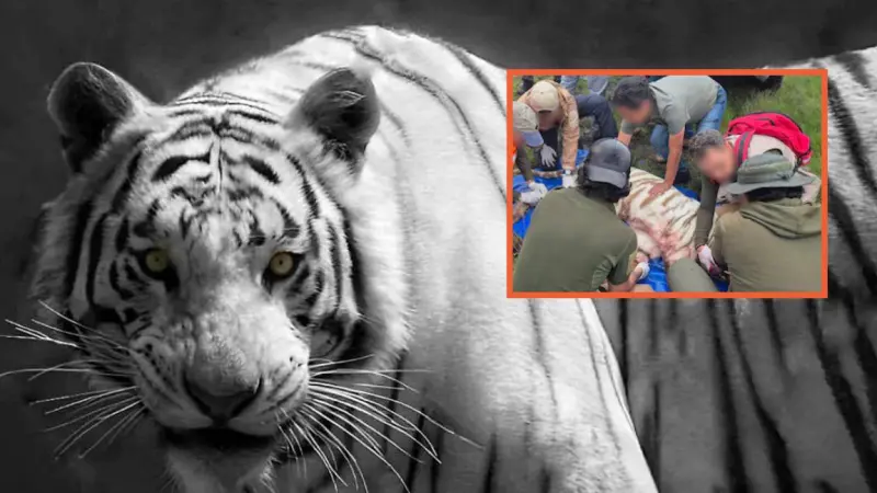 Profepa clausura “Animal Experience” tras escape de tigre