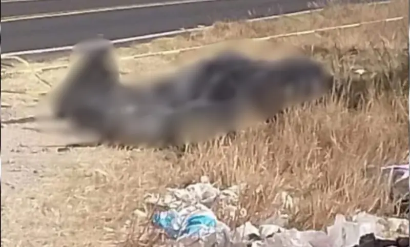Muere hombre en accidente en Irapuato