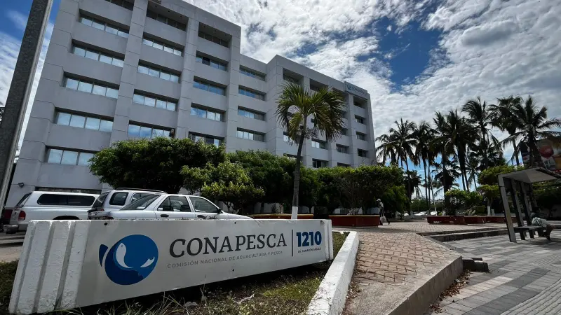 ‘Acuacultura va a desaparecer porque el Gobierno federal no quiere combatir el huachicol de camarón’: productores