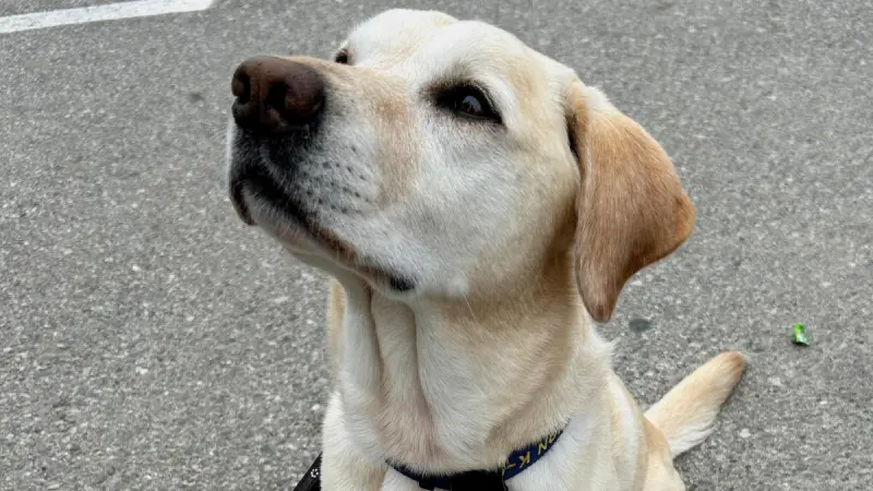 Perros de trabajo del Mundial 2026 detectan amenazas y envían señales de seguridad
