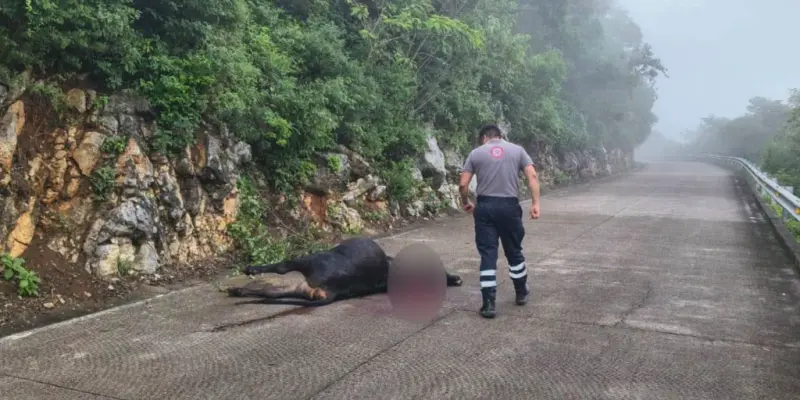 Investigan autoridades si ataque de puma causó la muerte de ganado en Landa de Matamoros