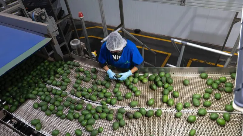 Michoacán concentra 28.2% de exportaciones agrícolas