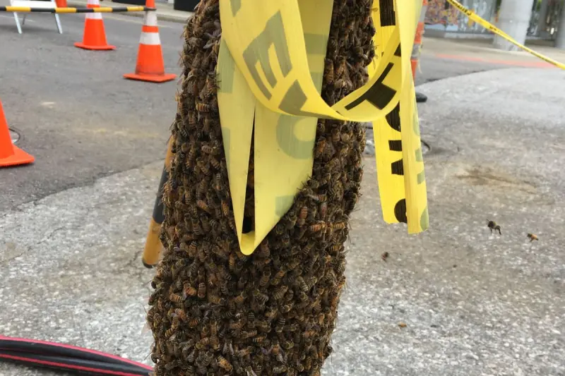 Pánico por ataque de abejas en León: 14 personas resultan lesionadas, entre ellas tres menores