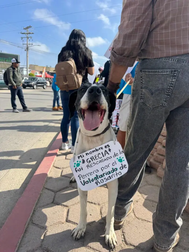 Alcaldesa de Rosarito defiende restricciones en Control Animal tras protesta de rescatistas