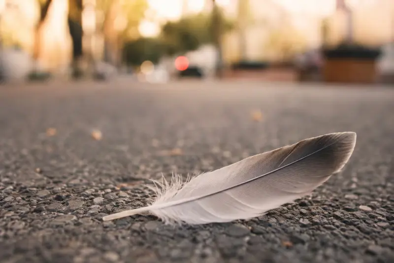 ¿Qué significa encontrar una pluma en tu camino? Esto dicen las distintas creencias
