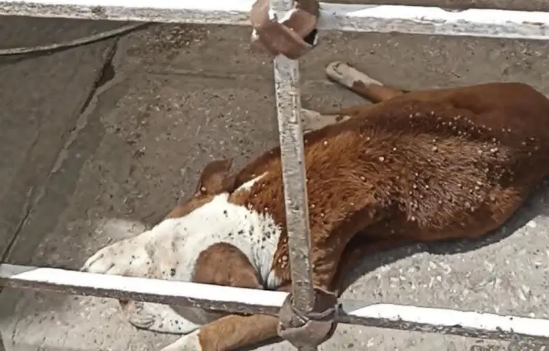 Atienden presunto caso de maltrato animal y rescatan a perro en estado crítico en Torreón