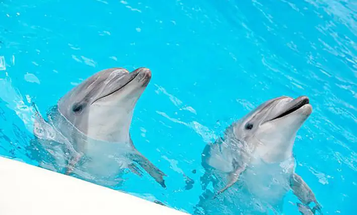 Quintana Roo busca sacar a los delfines del show y llevarlos a un santuario