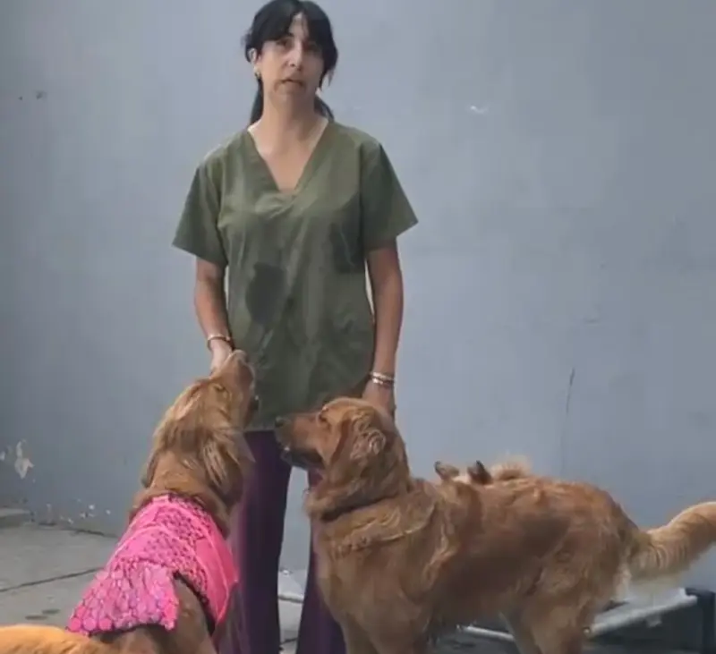 En el Día Mundial del Perro, invitan a adoptar y dar una segunda oportunidad