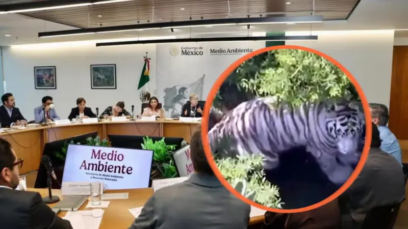 Semarnat aclara que tigre de Bengala escapó de un predio privado en Tepetlaoxtoc, no de un refugio federal, y advierte que titular debe garantizar su confinamiento