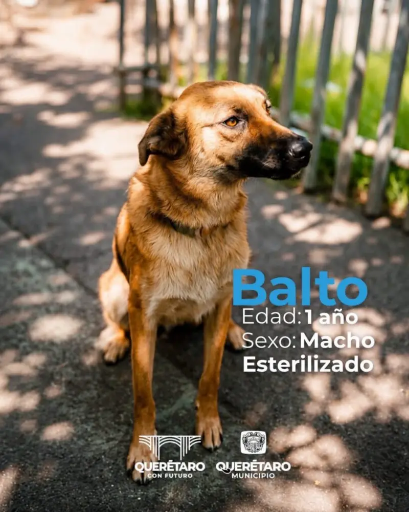 ¿Listo para cambiar una vida? Te presentamos los animalitos adoptables del municipio de Querétaro