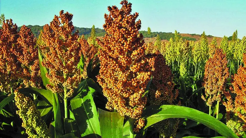 China elevará compra de sorgo sinaloense