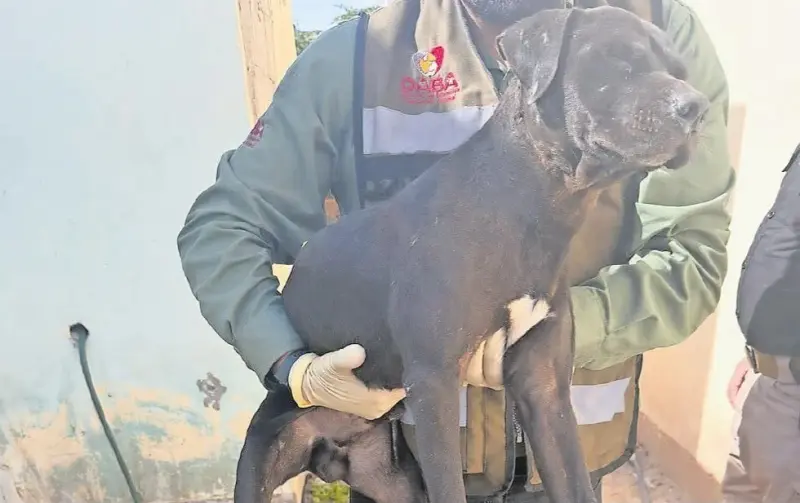 El respeto por los animales aún tiene cuentas pendientes en Chihuahua