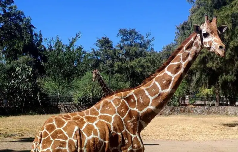 Muere jirafa reticulada en el Zoológico de León