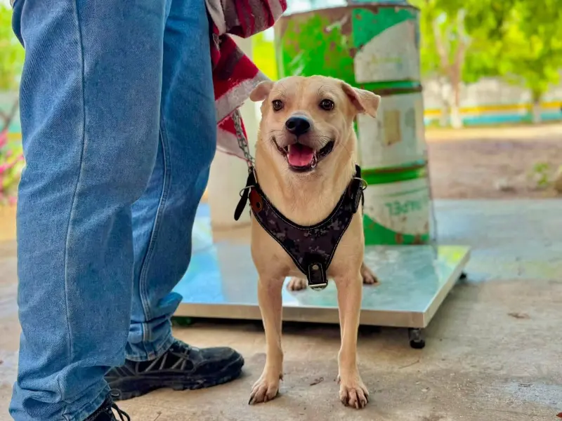 ¡Cuidado! Pasear a tu perro sin correa en Cancún ya podría llevarte al arresto