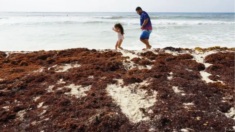 México reunirá a países del Caribe en Cancún para buscar una solución al sargazo; Japón ofrecerá apoyo