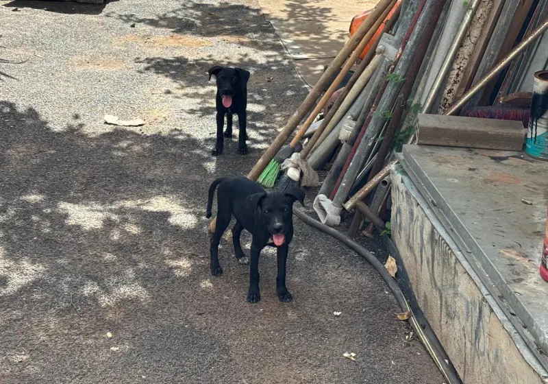 Pasear perros sin correa aún es común en Cancún pese a riesgos
