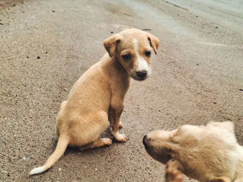 Practican eutanasia a 200 animales de compañía al mes en Querétaro