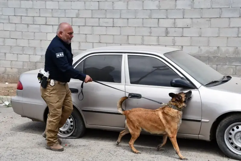 Unidad K-9 de la Fiscalía de Baja California obtiene certificación internacional