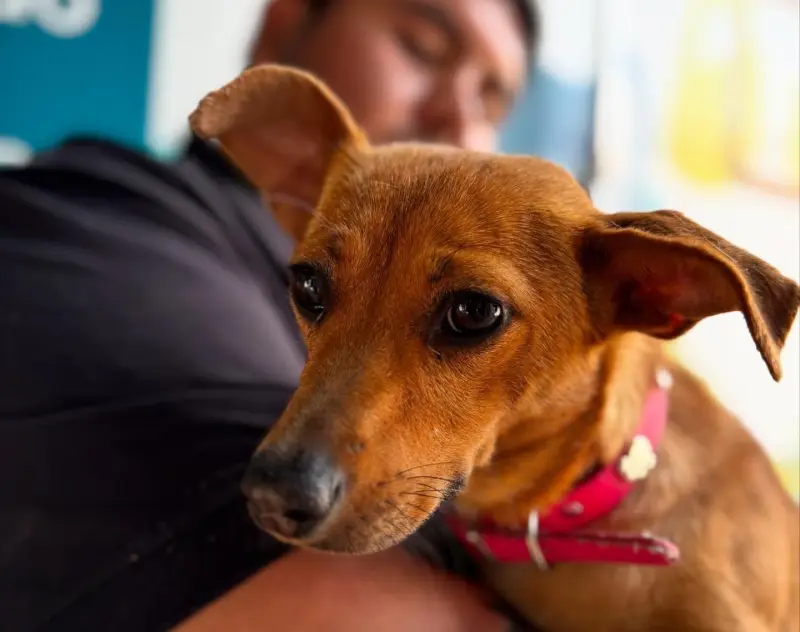 Castraciones gratuitas para perros y gatos en Hermosillo: fechas, requisitos y cómo agendar cita
