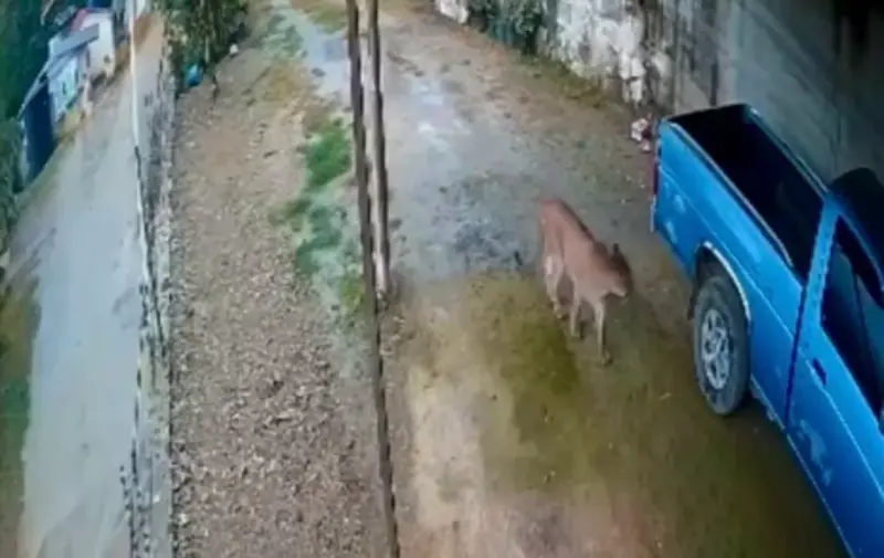 ¡Alerta en Landa de Matamoros! Reportan avistamiento de un puma en Puerto Hondo