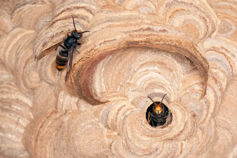«Estamos luchando contra Satanás»: La guerra para salvar a las abejas de una invasión de avispas