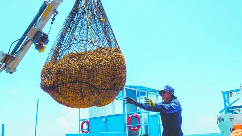 Quintana Roo ya exporta fertilizantes a base de sargazo hacia EU