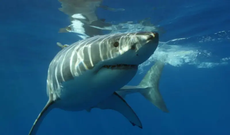 Advierten por presencia de tiburones en playas de Nueva Jersey