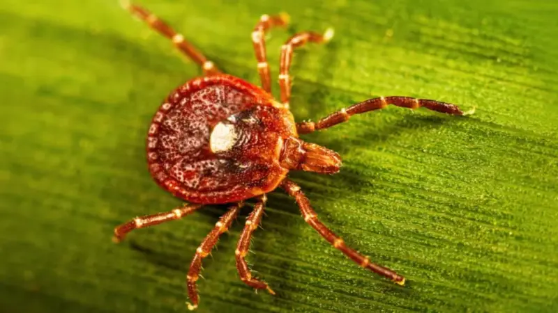 Nueva York confirma su primer caso humano del virus Bourbon en un hombre de 67 años, una infección transmitida por garrapatas que puede causar fiebre, fatiga y sarpullido y no tiene vacuna ni tratamiento específico
