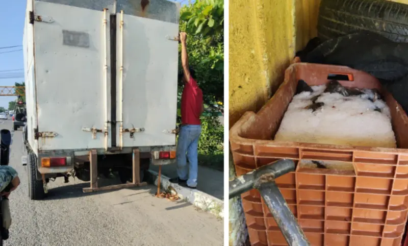 Incautan Marina y Conapesca 1,500 kg de mojarra tilapia en Tabasco