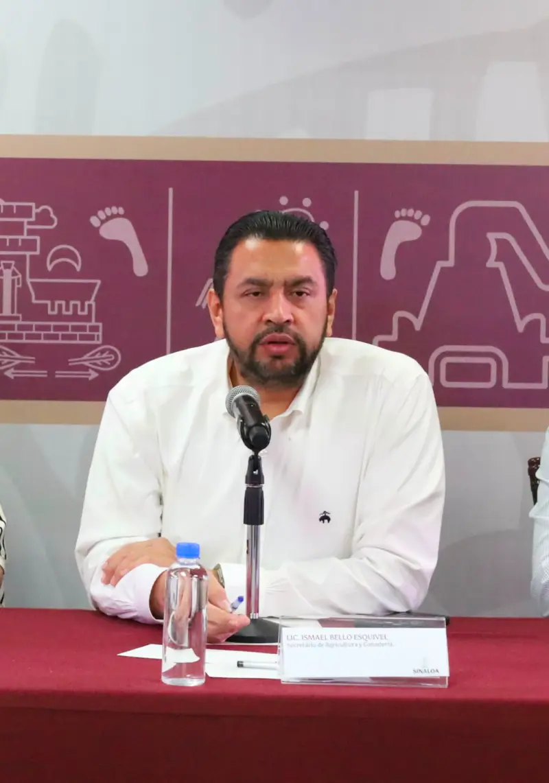 Publican reglas para incentivos a productores de trigo en Sinaloa