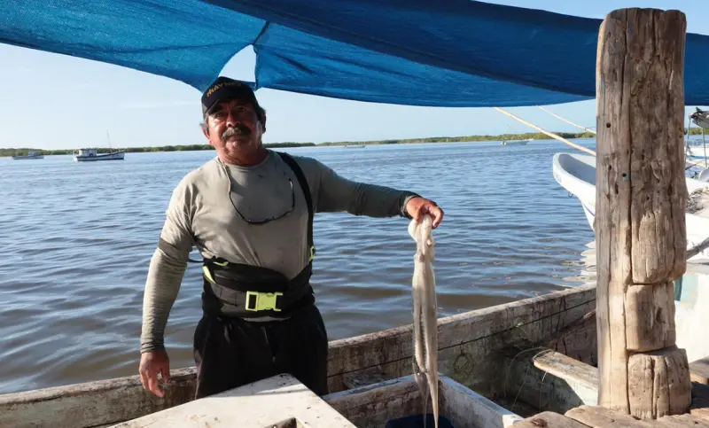 Inicia lenta la temporada de pulpo en Yucatán por el clima