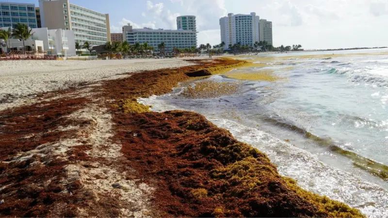 Quintana Roo será referente en solución de sargazo