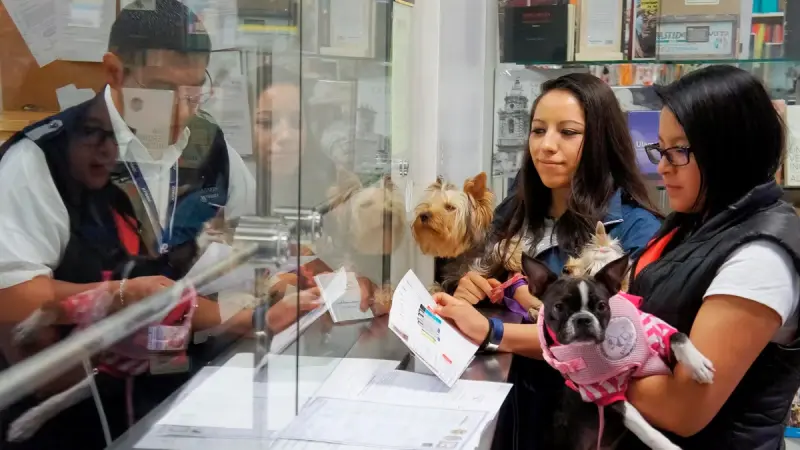 ¿Vas a viajar a México con tu perro desde EU? Deberás acreditar que está libre de gusano barrenador